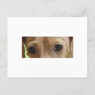 dachshund eyes cream postcard
