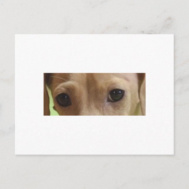 dachshund eyes cream postcard (Front)