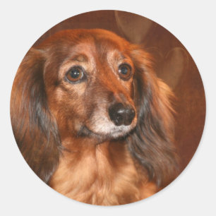Dachshund face classic round sticker