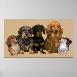 Dachshund Gang Print