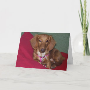 Dachshund, Get Well Soon Card