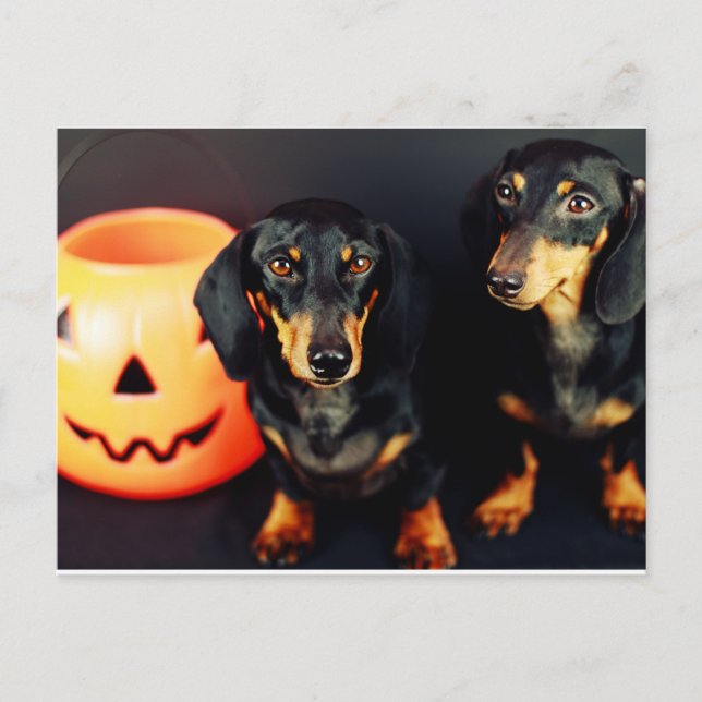 Dachshund Halloween Postcard (Front)