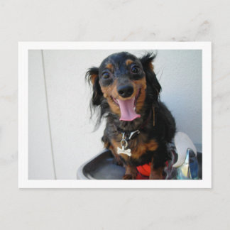 Dachshund in a drinking fountain postcard