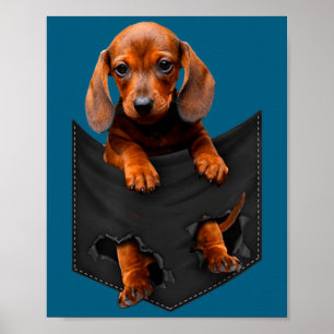 Dachshund In My Cket Poster