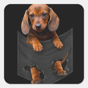 Dachshund In My Pocket Dachshund Weiner Dog Gift Square Sticker