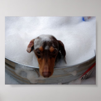 Dachshund in Tub Poster