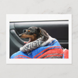 Dachshund little yawn. postcard