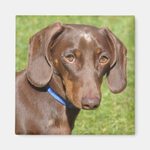 Dachshund Magnet