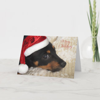 Dachshund Merry Christmas Holiday Card