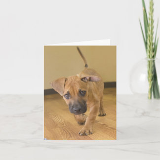 Dachshund Mix Note Cards 2