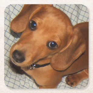 Dachshund Pet Puppy Eyes Square Paper Coaster