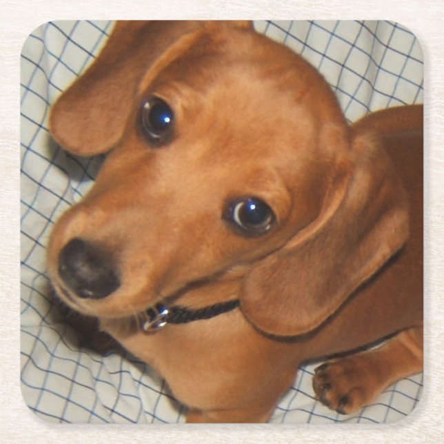 Dachshund Pet Puppy Eyes Square Paper Coaster (Front)
