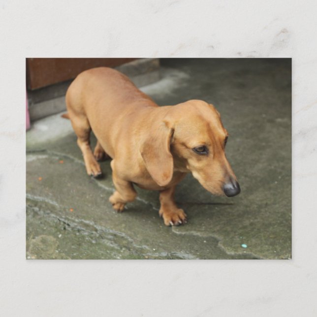 Dachshund Postcard (Front)