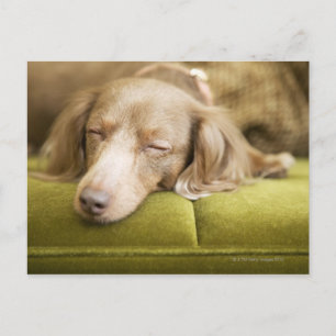 Dachshund Postcard