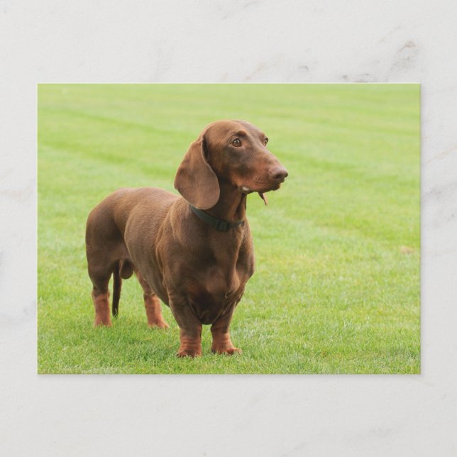 Dachshund Postcard (Front)