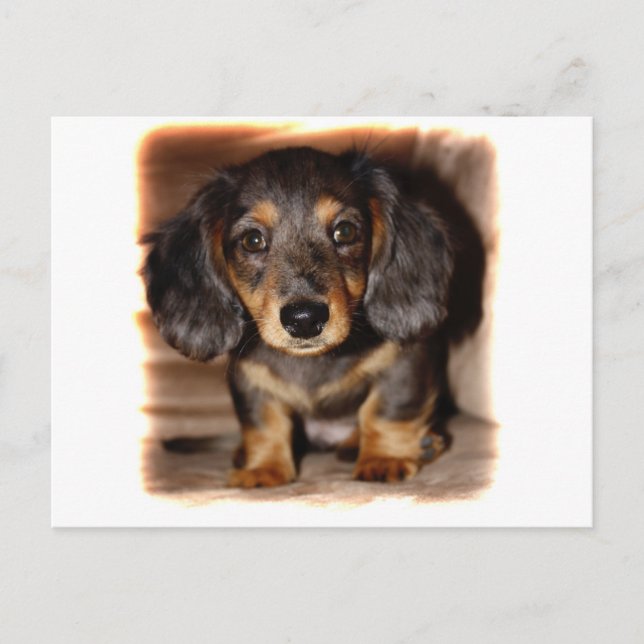 Dachshund Postcard (Front)
