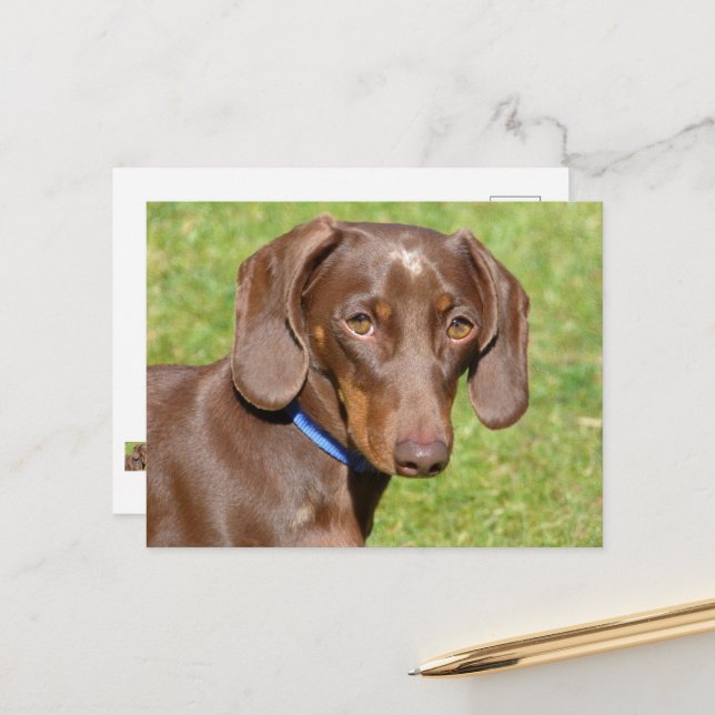Dachshund Postcard (Front/Back In Situ)