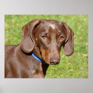 Dachshund poster