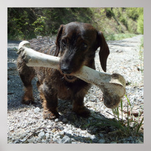 Dachshund Poster
