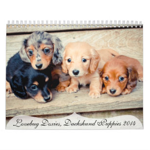Dachshund Puppies 2014 Calendar
