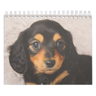 Dachshund Puppies Calendar