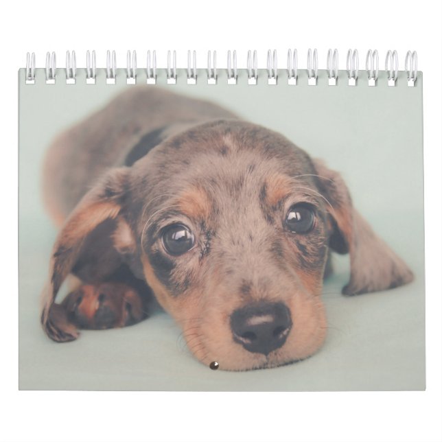 Dachshund Puppies Calendar (Cover)