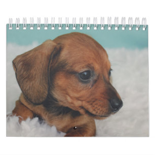 Dachshund Puppies Calendar