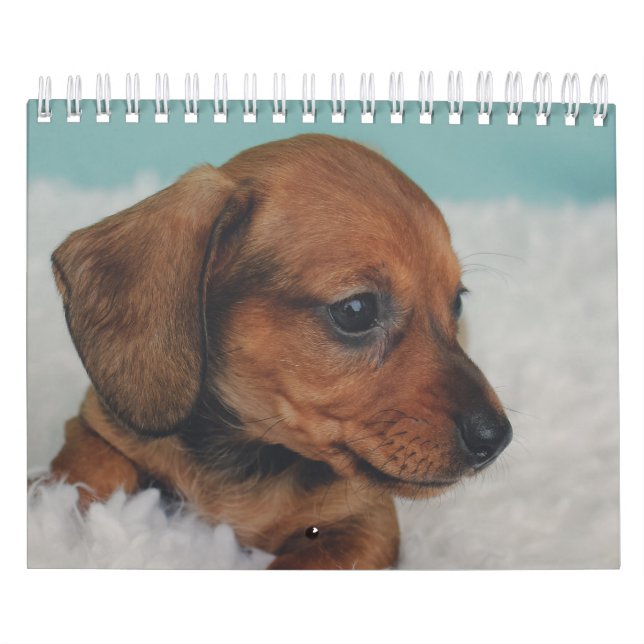 Dachshund Puppies Calendar (Cover)