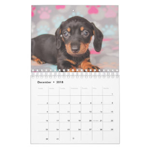 Dachshund Puppies Calendar