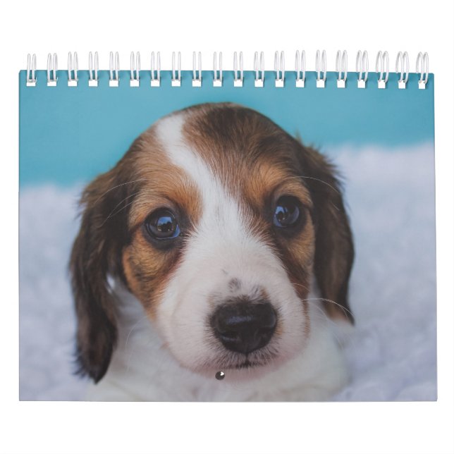 Dachshund Puppies Calendar (Cover)