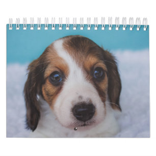 Dachshund Puppies Calendar