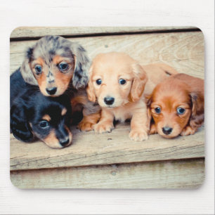 Dachshund Puppies Mouse Pad