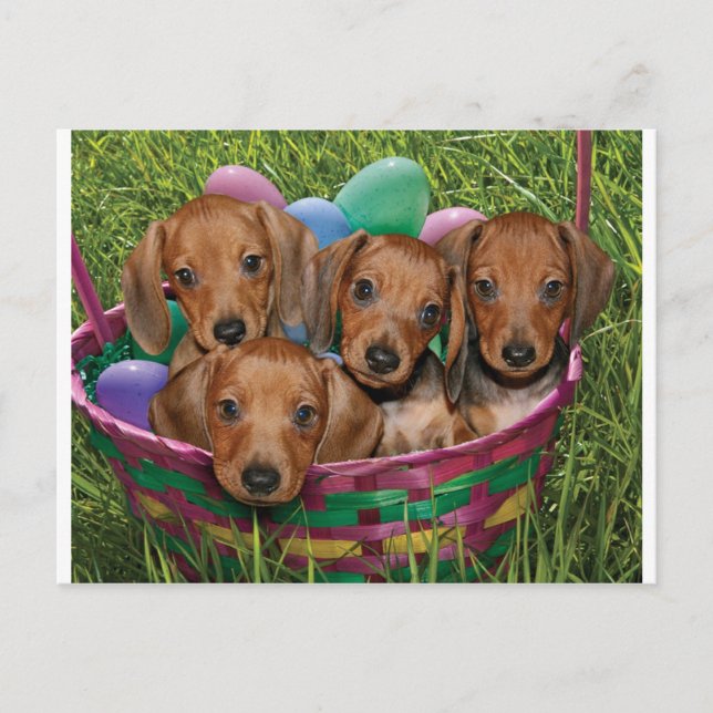 Dachshund Puppies Postcard (Front)