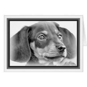 Dachshund Puppy B&W