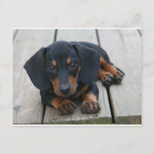Dachshund Puppy Black Postcard