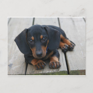Dachshund Puppy Black Postcard