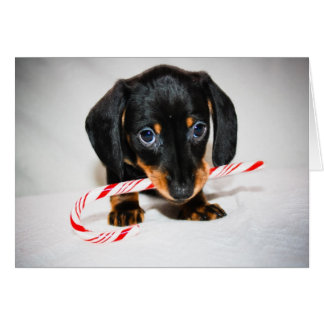 Dachshund Christmas Cards & Invitations | Zazzle.com.au