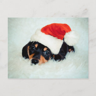 Dachshund Puppy Christmas Holiday Postcard