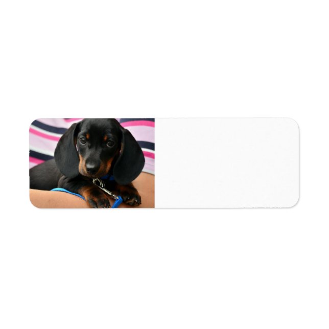 dachshund-puppy cute return address label (Front)