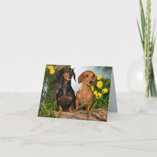 Dachshund Puppy Dog Blank Note Card