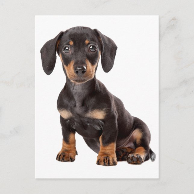 Dachshund Puppy Dog Blank Postcard (Front)