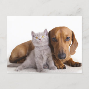 Dachshund Puppy Dog& Kitten Blank Postcard