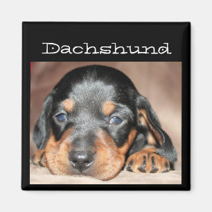 Dachshund Puppy Magnet