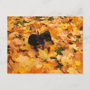 Dachshund puppy postcard
