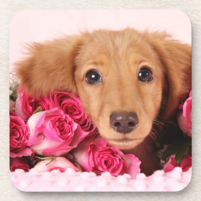 Dachshund Puppy Surrounded by Roses Coaster (Front)