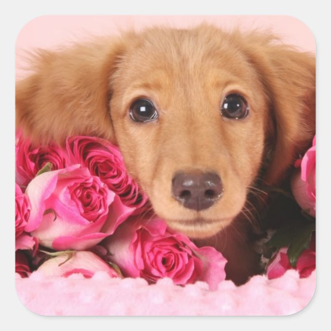 Dachshund Puppy Surrounded by Roses Square Sticker (Front)