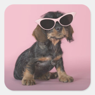Dachshund Puppy Wearing Sunglasses Square Sticker
