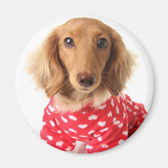 Dachshund Puppy Wearing Valentine's Outfit Magnet (Front)