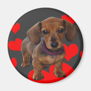 DACHSHUND Puppy with Hearts Magnet