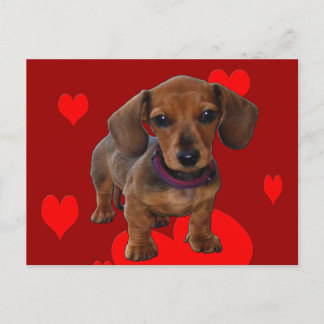 DACHSHUND Puppy with Hearts Postcard